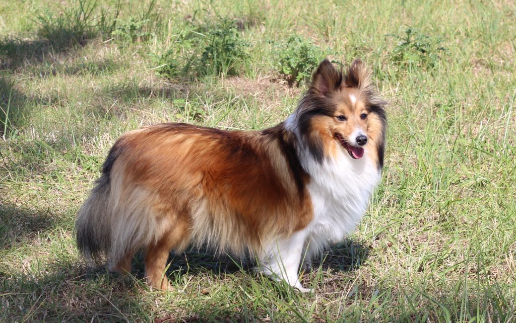 Nice karma for lassie De la montagne aux loups